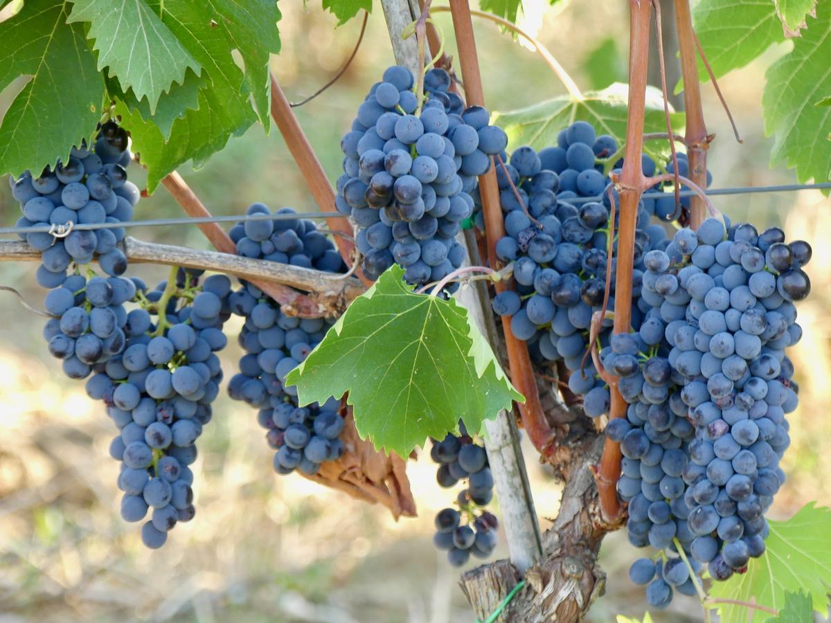 Due Piani Villa Barberino Val d'Elsa Ngoại thất bức ảnh